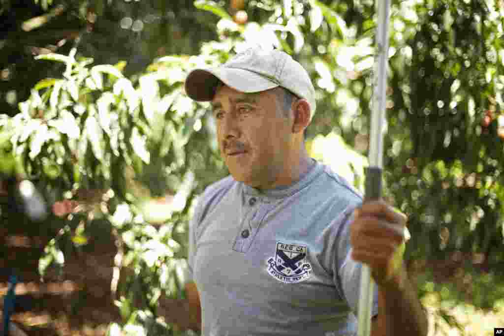 Rafael Cruz, who is from Mexico, stands in the plant nursery where he works in Homestead, Florida, May 7, 2013. 