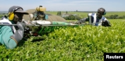 FILE - Kenyan workers pluck tea leaves using a machine at a tea farm in Kericho, Oct. 10, 2004.