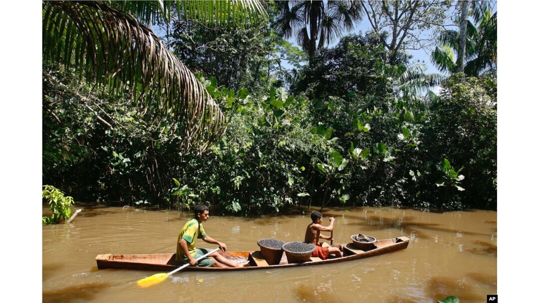 FILE - A small boat transports baskets with acai berries near Belem, northern Brazil, May 17, 2007. Acai is one of the trees cultivated by the ancient peoples in the Amazon.