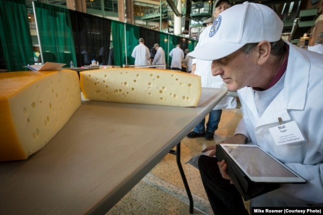Judges say Swiss cheeses are difficult to get right, in part because the holes – called the “eyes” – have to be perfectly formed on the inside, seen at the U.S. Cheese Championship in Green Bay, Wis., March 5, 2019.