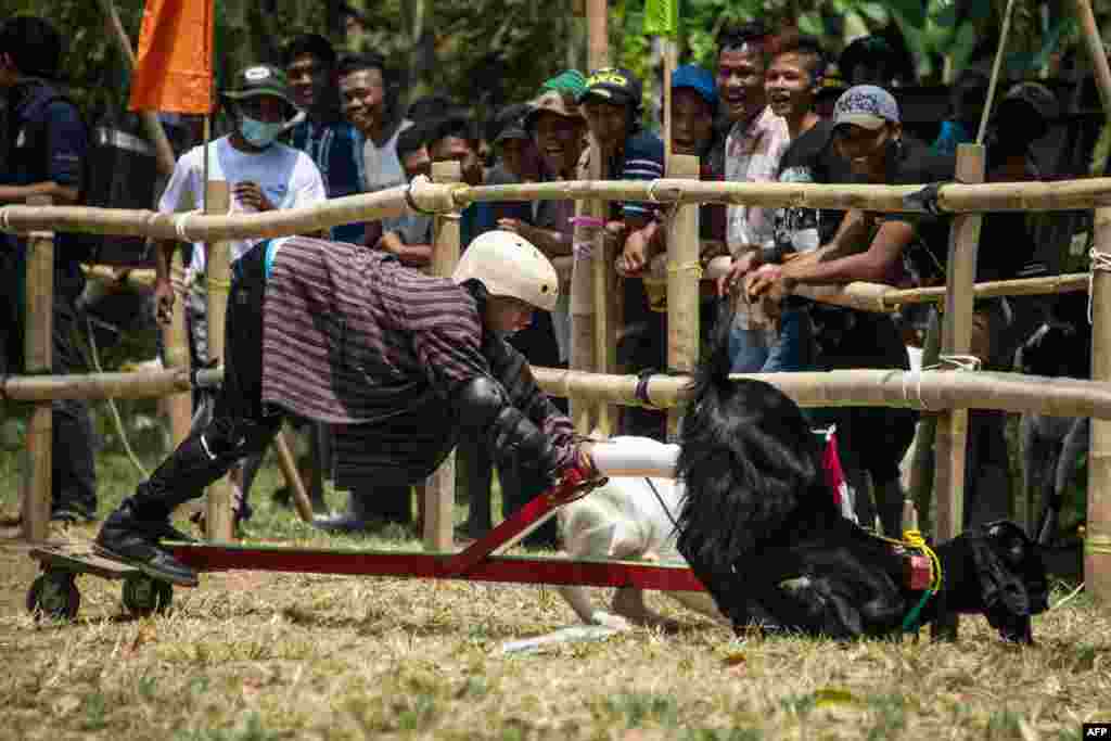 Villagers watch competitors take part in a goat race in Carangwulung village in Jombang, east Jawa on August 27, 2017. 