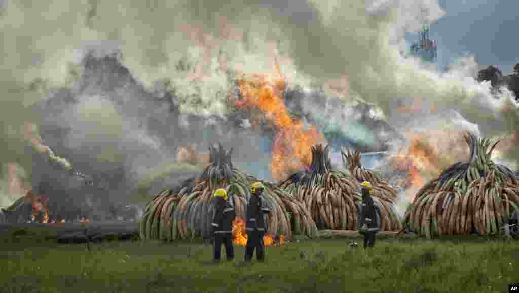 Des pompiers se tiennent prêt les tonnes d&#39;ivoire incinérées à Nairobi, le 30 avril 2016.