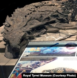 The "One-in-a-Billion" preserved dinosaur on display at the Royal Tyrrell Museum in Drumheller, Alberta, Canada. (Credit: Royal Tyrrell Museum)