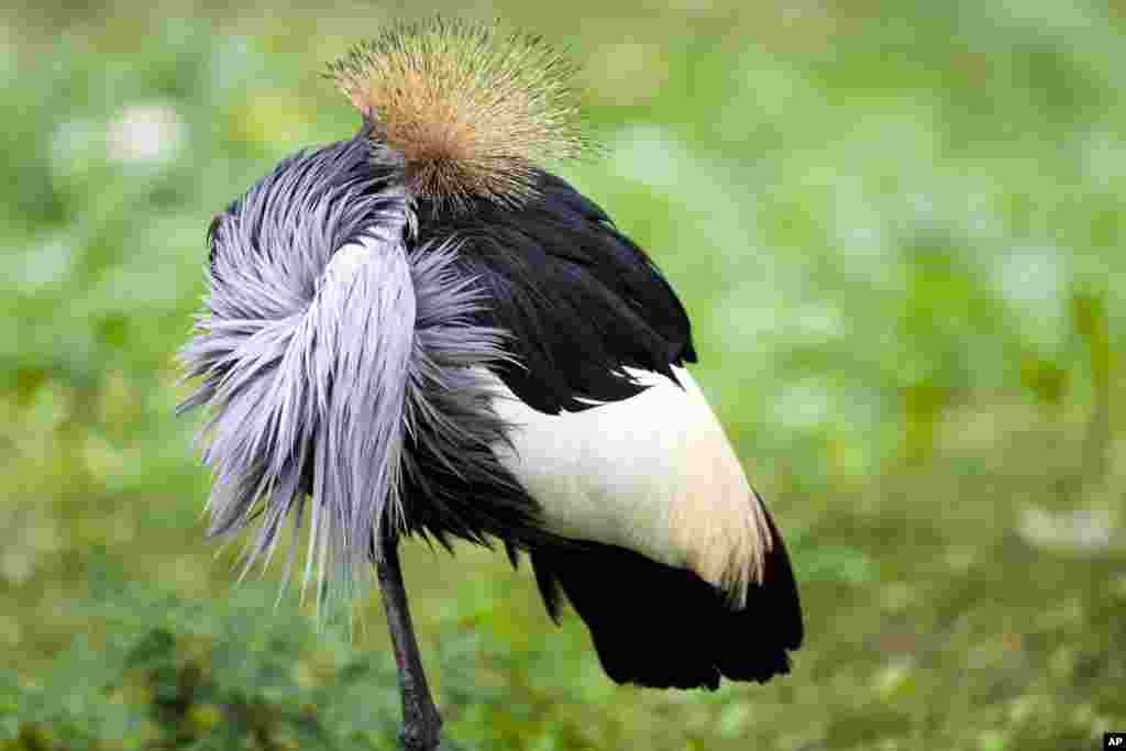 A Black Crowned Crane stands on one of his legs as he sleeps, at the Zoo in Berlin, Germany.