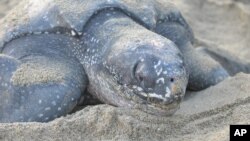 FILE - A leatherback turtle weighing almost half a ton prepares to bury her eggs in the sand at daybreak on May 2, 2013, on a narrow strip of beach in Grande Riviere, Trinidad.