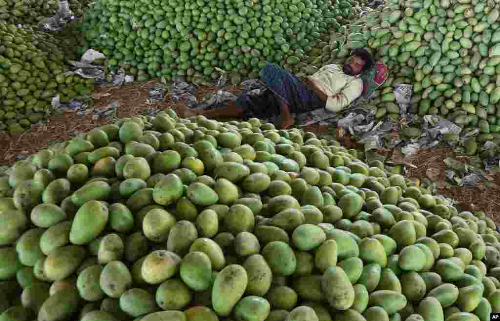 An Indian laborer sleeps surrounded by mounds of mangoes at a fruit market in Hyderabad.