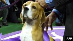 Miss P, a 15 inch Beagle with handler William Alexander, looks on after winning the "best in show" of the 139th Annual Westminster Kennel Club Dog Show at Madison Square Garden in New York on February 17, 2015. The Westminster Kennel Club Dog Show is a