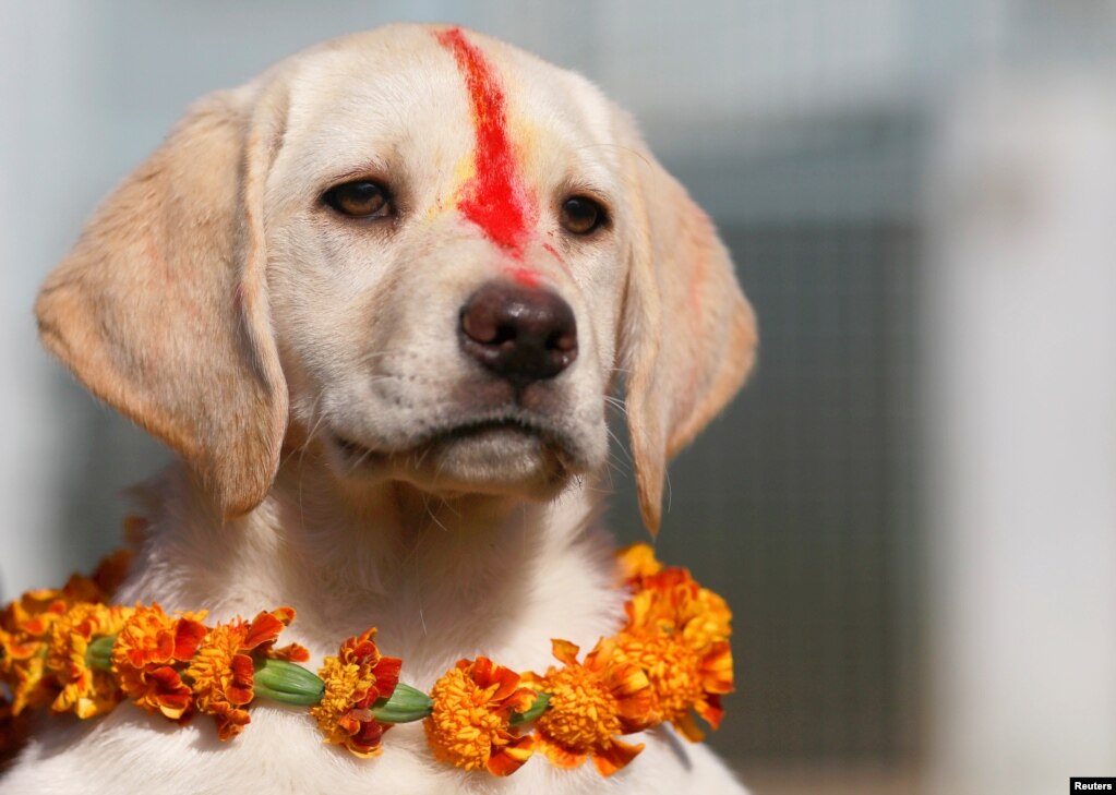 A puppy with