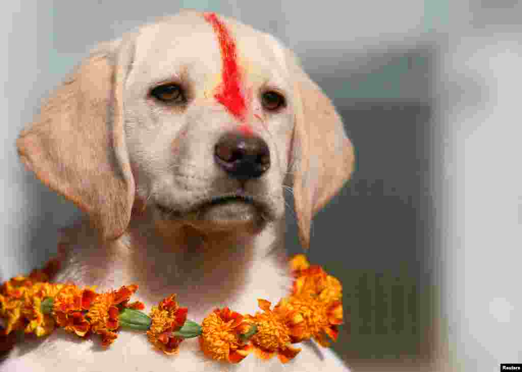 A puppy with &quot;Sindoor&quot; vermillion powder on its forehead and a garland is pictured during the dog festival as part of Tihar celebrations, also called Diwali, in Kathmandu, Nepal.