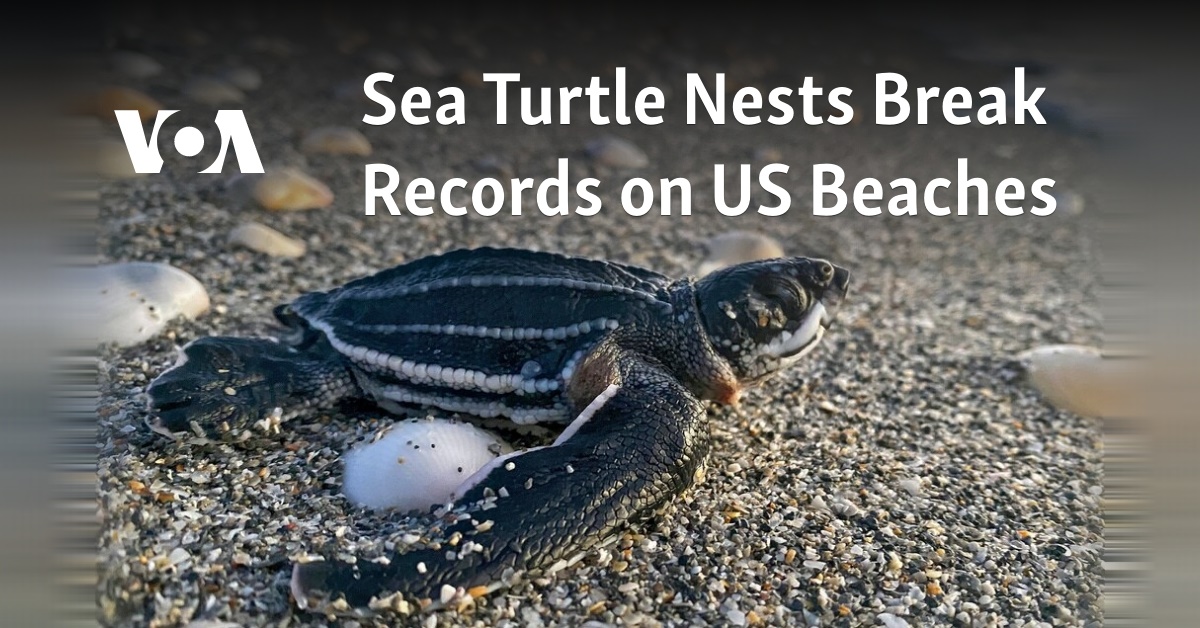 Sea Turtle Nests Break Records On US Beaches