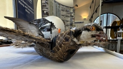 Researchers Study with the Aid of Dead Birds