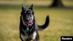 Major, uno de los perros pastor alemán rescatados del presidente Joe Biden explora el complejo de la Casa Blanca a finales de enero pasado.