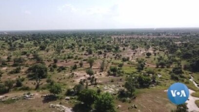 sahel plants