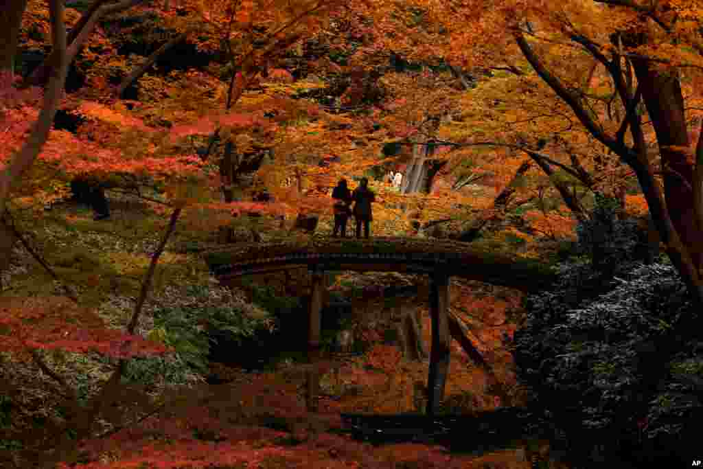 Visitors take pictures of autumn leaves at Rikugien Garden in the Bunkyo district of Tokyo, Japan.