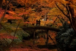Two visitors take pictures of autumn leaves at Rikugien Garden in Tokyo, Japan, Dec. 10, 2019. (AP Photo/Jae C. Hong)