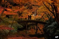 Two visitors take pictures of autumn leaves at Rikugien Garden in Tokyo, Japan, Dec. 10, 2019. (AP Photo/Jae C. Hong)