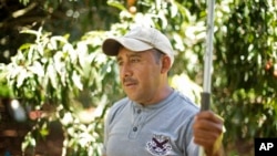 Le Mexicain Rafael Cruz devant la pépinière qui l'emploie à Homestead, en Floride ( mai 2013) 