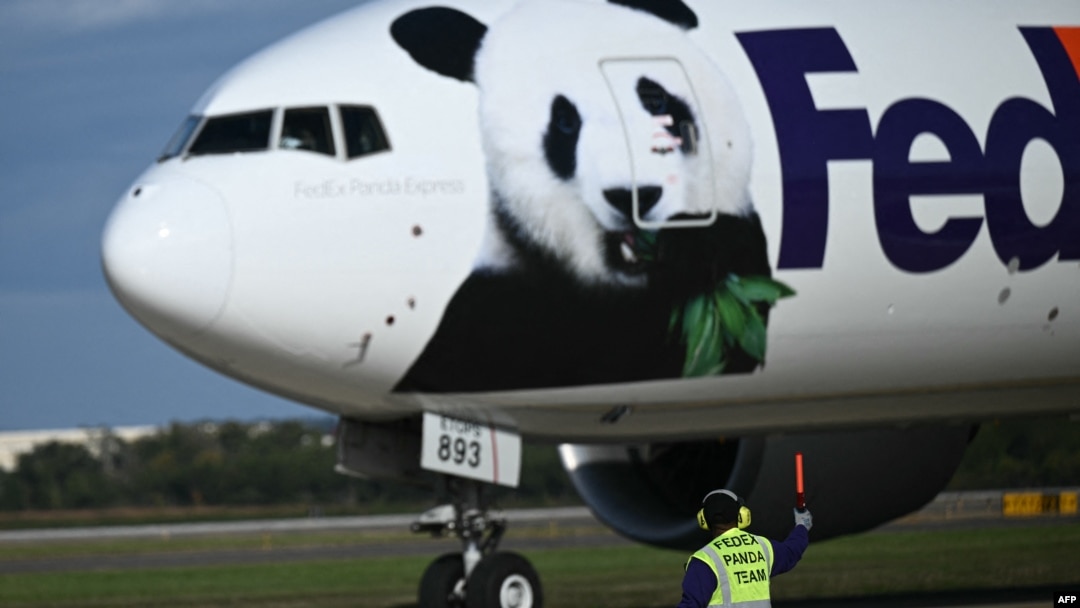 从中国运送两只大熊猫的联邦快递货机降落在弗吉尼亚州杜勒斯机场。(2024年10月15日)
