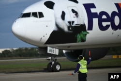 เครื่องบินขนส่งสินค้าของ FedEx ลงจอดที่ท่าอากาศยานนานาชาติดัลเลส ชานกรุงวอชิงตัน พร้อมหมีแพนด้าคู่ใหม่จากจีน เมื่อ 15 ต.ค. 2567