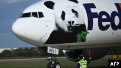 A FedEx cargo jet transporting two giant pandas from China lands at Dulles International Airport in Virginia, Oct. 15, 2024.