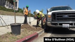 LA Conservation Corps crew supervisor Jeff Davis helps corps member plant a sapling curbside in Los Angeles.