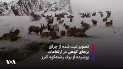 تصویر ثبت شده از چرای بزهای کوهی در ارتفاعات پوشیده از برف رشته‌کوه البرز