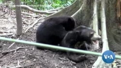 How the Smallest Bears 'Talk' to Each Other