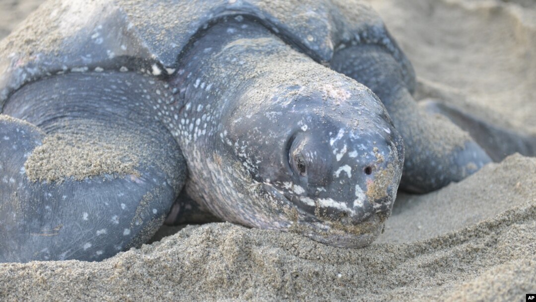 FILE - A leatherback turtle weighing almost half a ton prepares to bury her eggs in the sand at daybreak on May 2, 2013, on a narrow strip of beach in Grande Riviere, Trinidad.
