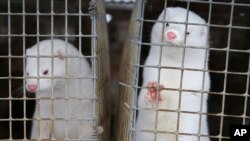 FILE - In this Dec. 6, 2012, photo, mink look out of a cage at a fur farm in the village of Litusovo, northeast of Minsk, Belarus.