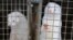 FILE - In this Dec. 6, 2012, photo, mink look out of a cage at a fur farm in the village of Litusovo, northeast of Minsk, Belarus.