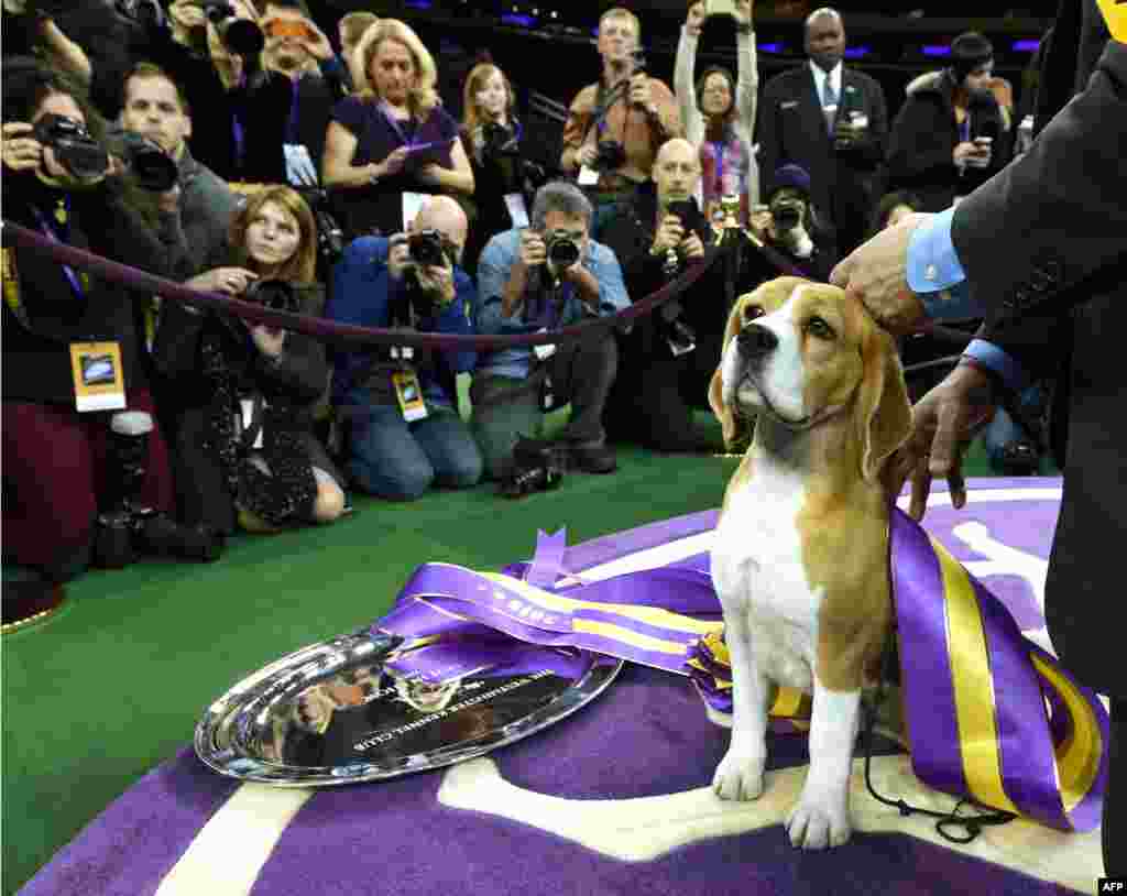 Miss P thuộc giống chó Beagle cùng người chủ William Alexander sau khi chiến thắng cuộc thi tài năng trong Cuộc tranh tài của chó Westminster Kennel Club lần thứ 139 ở Madison Square Garden, thành phố New York, ngày 17 tháng 2, 2015. 