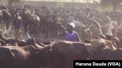 Wasu cikin shanun sata da aka gano a Borno