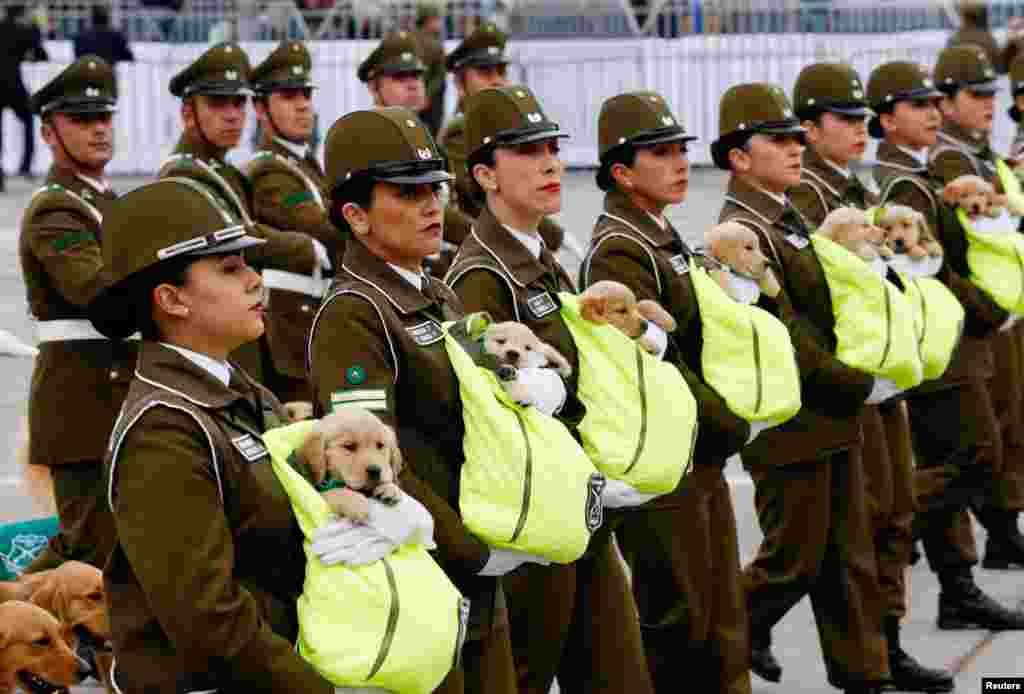 Chilean police officers march with the puppies of future police dogs during the annual military parade at the Bernardo O&#39;Higgins park in Santiago, Sept. 19, 2018.