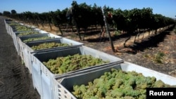 FILE - Cartons of grapes are lined up at the Clos Apalta vineyards at Colchagua valley, south of Santiago, March 25, 2010.