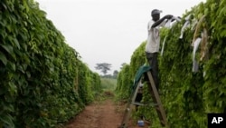 A man works on a cassava farm in Nigeria.
