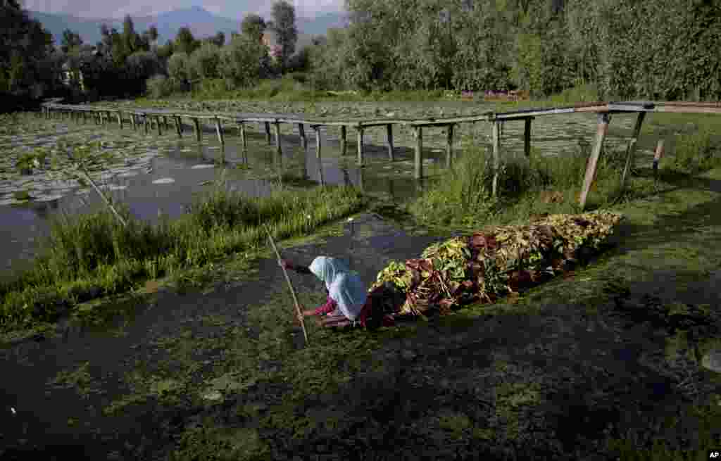 A woman rows a boat on the Dal Lake in Srinagar, Indian-controlled Kashmir.