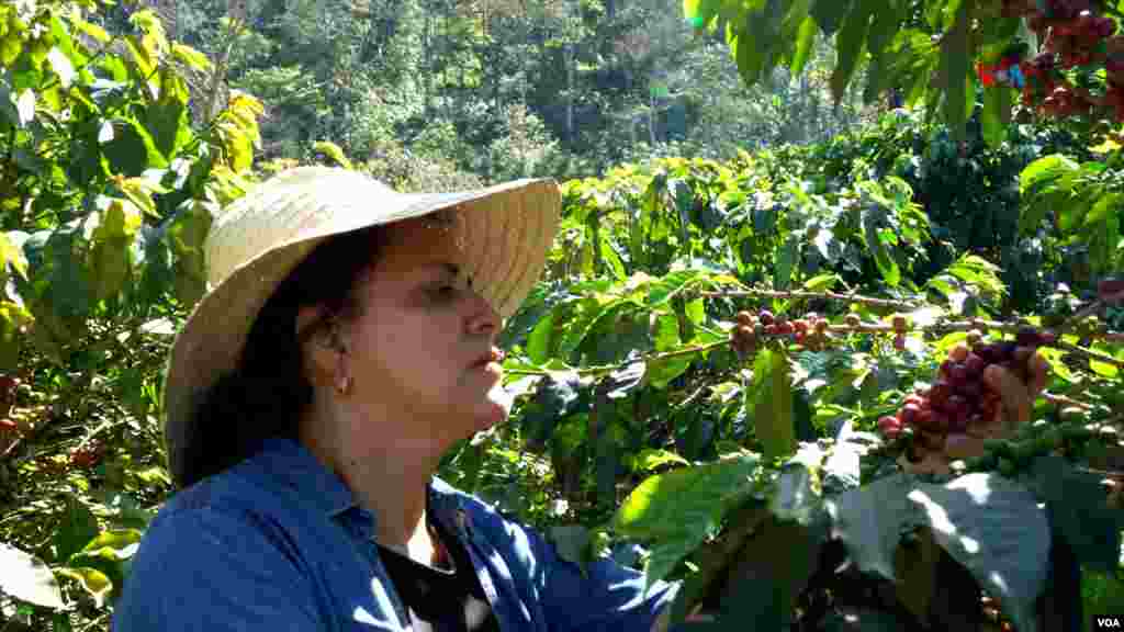  Astrid Medina, recogiendo granos de café en la finca ubicada en la vereda San Miguel del corregimiento de Gaitania, Planadas, Tolima, el jueves 31 de octubre de 2024. FOTO: Javier Hernández, VOA. &nbsp; 