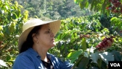 En Fotos | Café, motor de reconciliación y prosperidad en Colombia