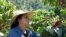 <div>
<div>
<div>
<div>Astrid Medina, recogiendo granos de café en la finca ubicada en la vereda San Miguel del corregimiento de Gaitania, Planadas, Tolima, el jueves 31 de octubre de 2024. FOTO: Javier Hernández, VOA.</div>
</div>
</div>
</div>

<div>&nbsp;</div>
