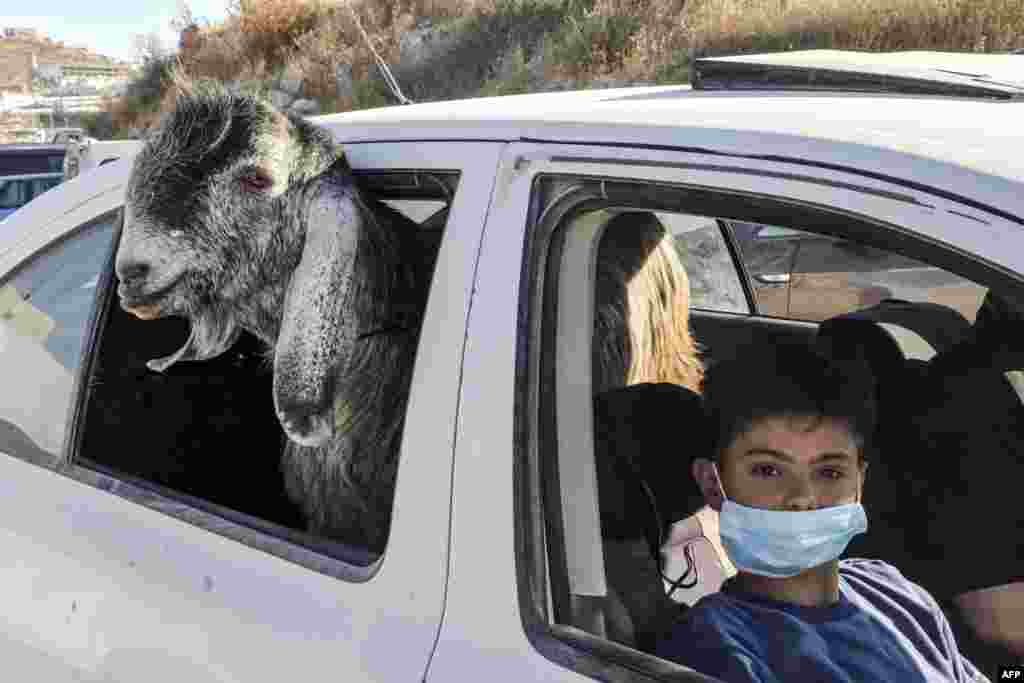 A boy, clad in a face mask due to the COVID-19 pandemic, rides in a car with a goat just purchased at an animal market in the city of Hebron in the occupied West Bank.