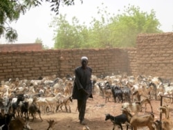 FILE - A man herds his goats in the village of Samba, Passore province, northern Burkina Faso, March 29, 2016.