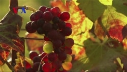 Growing Wine in Myanmar