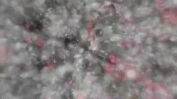 بي بي شیرینه – په ټیلې ویژن