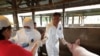 Petugas dari Balai Veteriner Medan sedang mengambil sampel darah ternak babi untuk pemeriksaan penyakit demam babi Afrika. (Courtesy: Balai Veteriner Medan). 