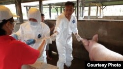 Officers from Medan Veterinary Center are taking swine blood samples for examination of African Swine Fever. (Courtesy: Medan Veterinary Center).