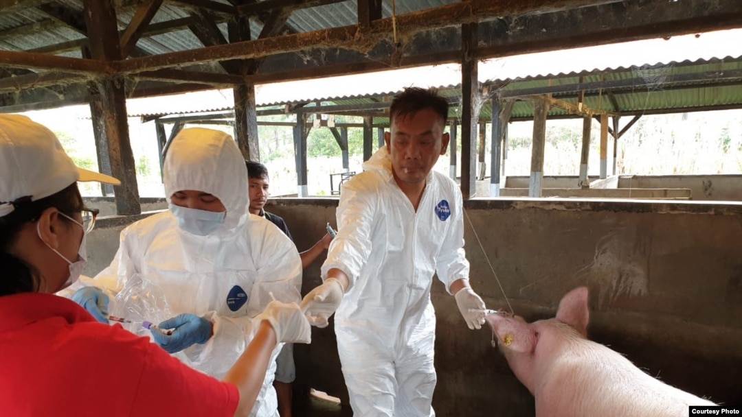 Petugas dari Balai Veteriner Medan sedang mengambil sampel darah ternak babi untuk pemeriksaan penyakit demam babi Afrika. (Courtesy: Balai Veteriner Medan). 
