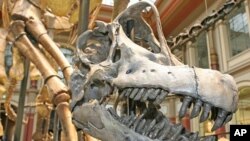 The skull of a Brachiosaurus brancai stands in the center of an exhibition in the Museum fuer Naturkunde in Berlin (file)