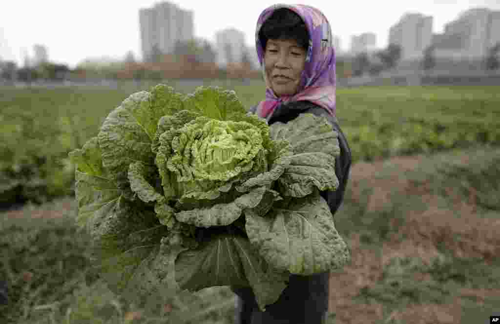 A North Korean farmer carries a cabbage after picking it from the main crop, which will be harvested early next month and used to make the traditional cabbage dish Kimchi, at the Chilgol vegetable farm on the outskirts of Pyongyang, North Korea.