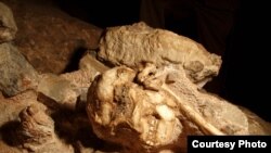 "Little Foot'', l'australopithèque de la vallée de Blaauwbanksprui en Afrique du Sud 