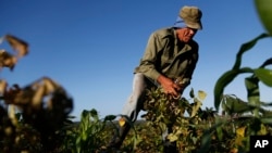 FILE - Farmer Diogenes Cheveco, 73, picks beans on unused government land that farmers are allowed to use to grow food and raise livestock, on the outskirts of Havana, Cuba, March 3, 2015. 